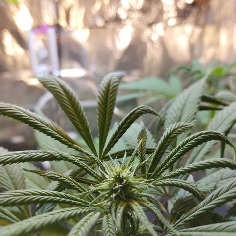Skunk #1 vorne growlog timeline photo