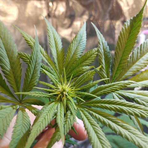 Skunk #1 Mitte links growlog timeline photo