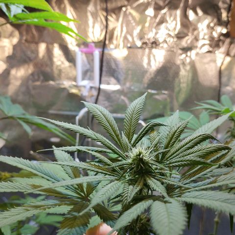 Skunk #1 vorne growlog timeline photo