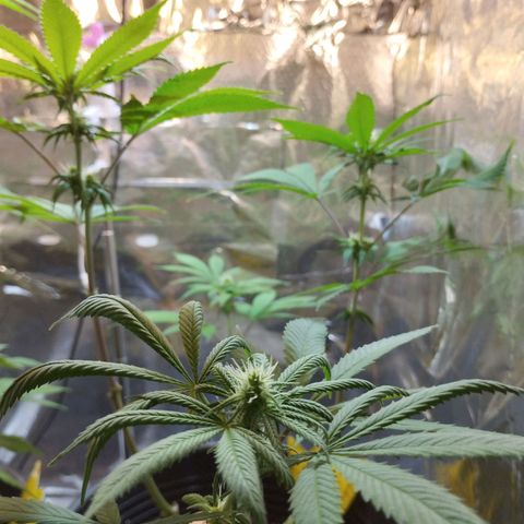 Skunk #1 vorne growlog timeline photo