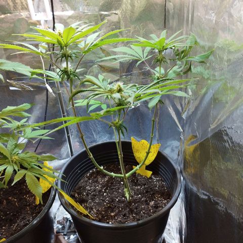 Skunk #1 vorne growlog timeline photo