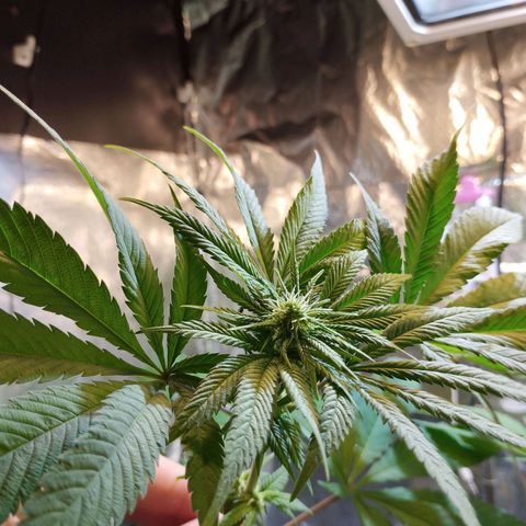 Skunk #1 Mitte links growlog timeline photo