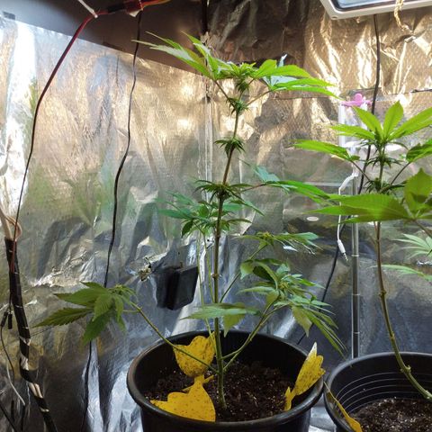 Skunk #1 Mitte links growlog timeline photo