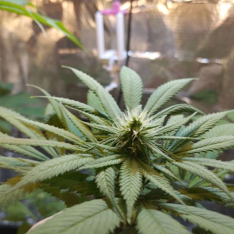 Skunk #1 vorne growlog timeline photo
