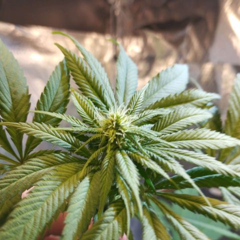 Skunk #1 Mitte links growlog timeline photo