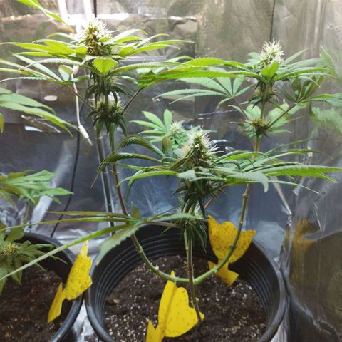 Skunk #1 vorne growlog timeline photo