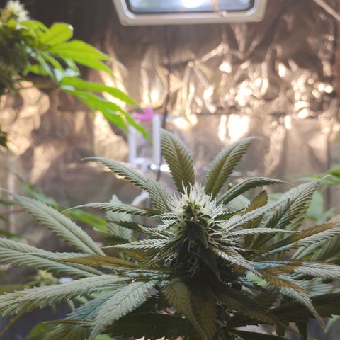 Skunk #1 vorne growlog timeline photo