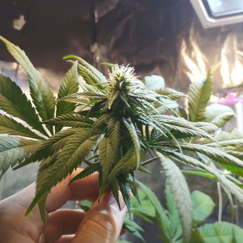 Skunk #1 Mitte links growlog timeline photo