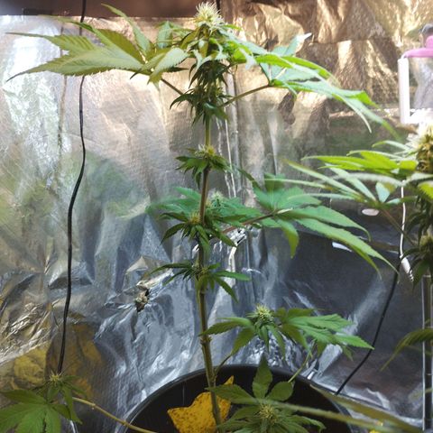 Skunk #1 Mitte links growlog timeline photo