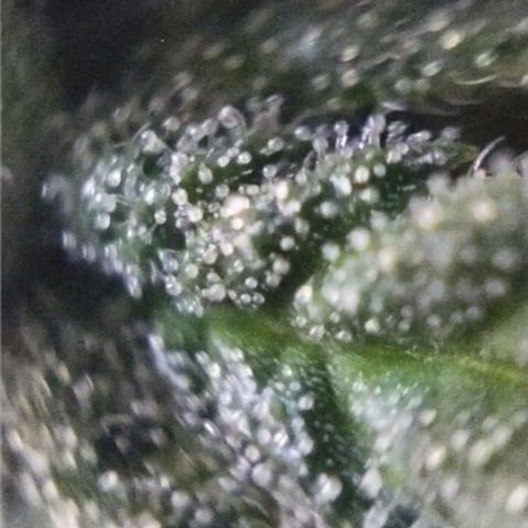 Skunk #1 Mitte links growlog timeline photo
