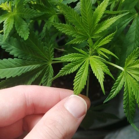 Chem Dog  growlog timeline photo