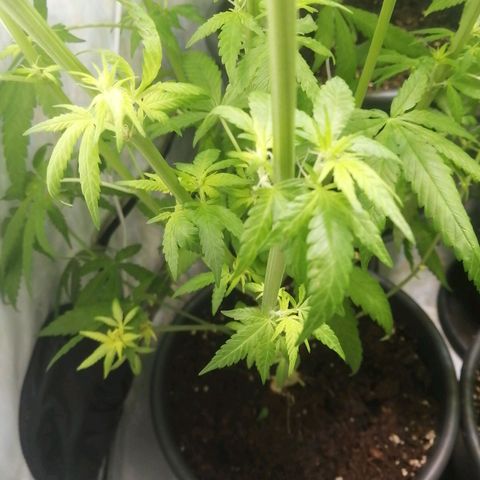 Chem Dog  growlog photo: Gelbe Blätter 