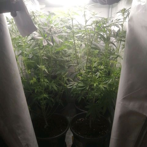 Chem Dog  growlog timeline photo