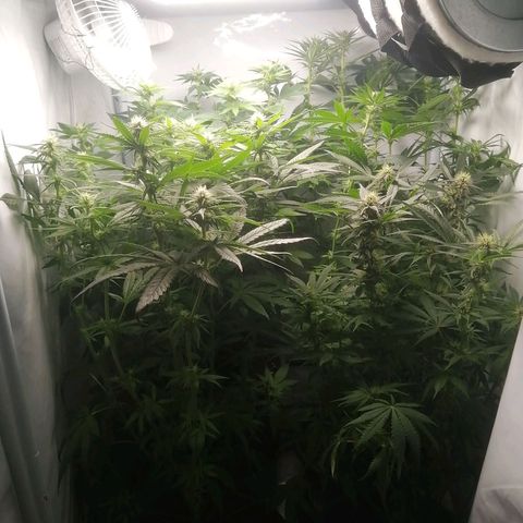 Chem Dog  growlog timeline photo