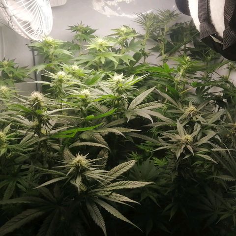 Chem Dog  growlog timeline photo