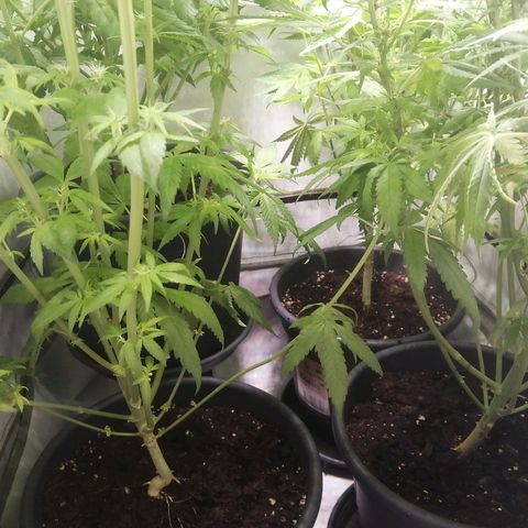 Chem Dog  growlog photo: Gelbe Unterseite wegen vermutetem Wassermangel