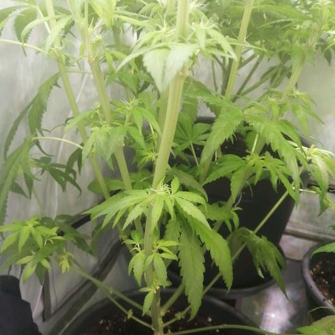 Chem Dog  growlog timeline photo