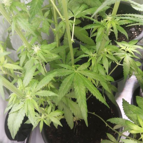 Chem Dog  growlog timeline photo
