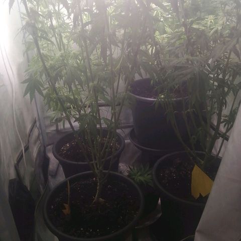 Chem Dog  growlog timeline photo
