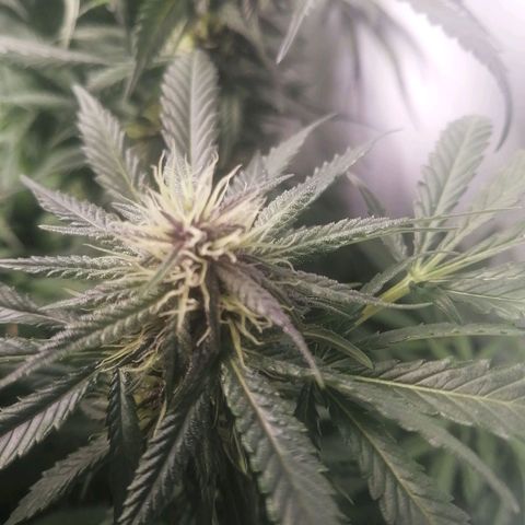 Chem Dog  growlog timeline photo