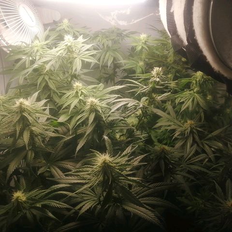 Chem Dog  growlog timeline photo
