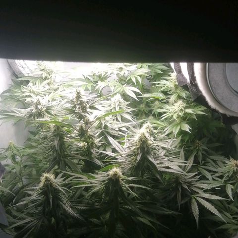 Chem Dog  growlog timeline photo