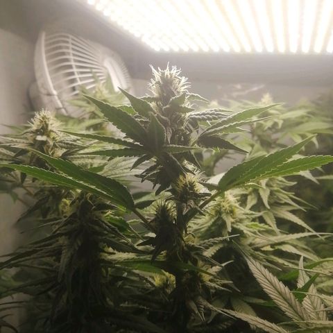 Chem Dog  growlog timeline photo
