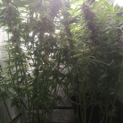 Chem Dog  growlog timeline photo