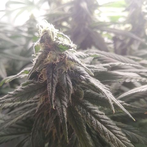 Chem Dog  growlog timeline photo