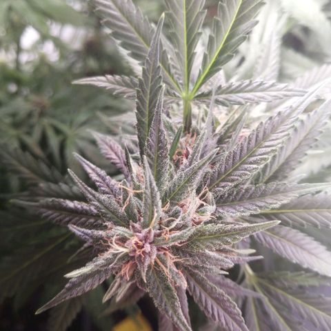 Chem Dog  growlog timeline photo