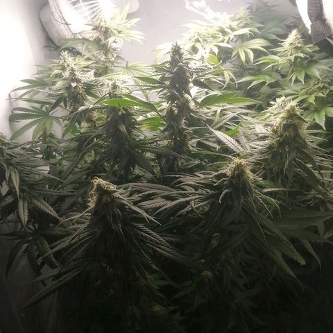 Chem Dog  growlog timeline photo