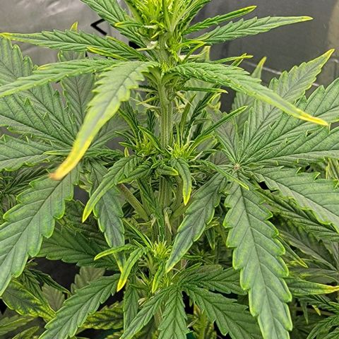 Epsilon #1 growlog timeline photo