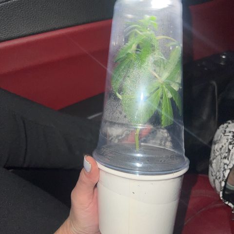 Jealousy  growlog photo: How I got them in the mail 