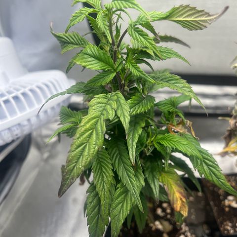 Jealousy  growlog timeline photo