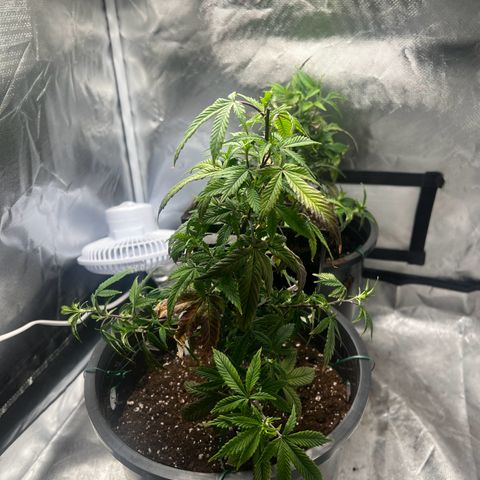 Jealousy  growlog photo: Day 1 of training 