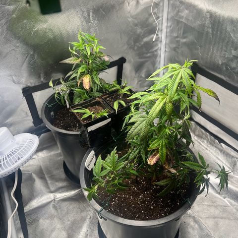 Jealousy  growlog photo: Day 1 of training 