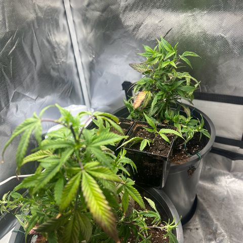 Jealousy  growlog photo: Day 1 of training 