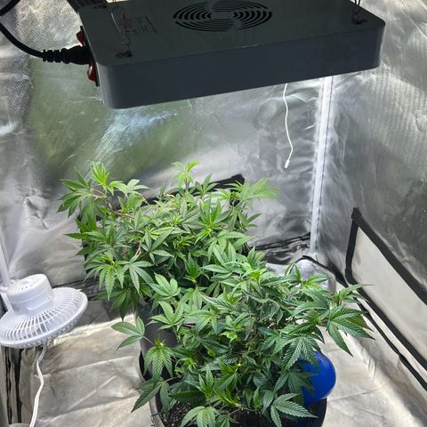 Jealousy  growlog timeline photo