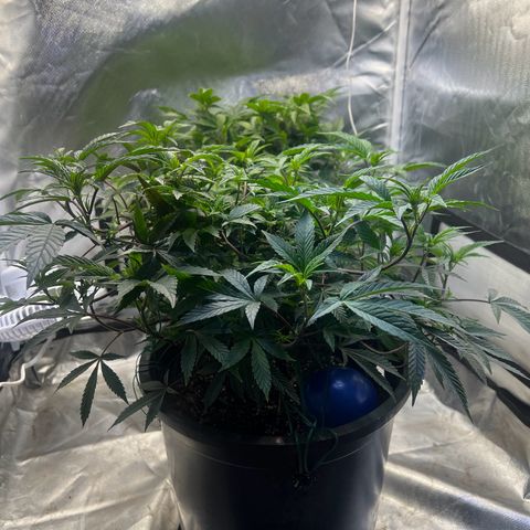 Jealousy  growlog timeline photo