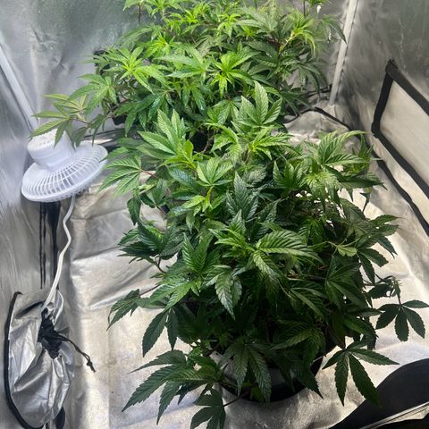 Jealousy  growlog timeline photo