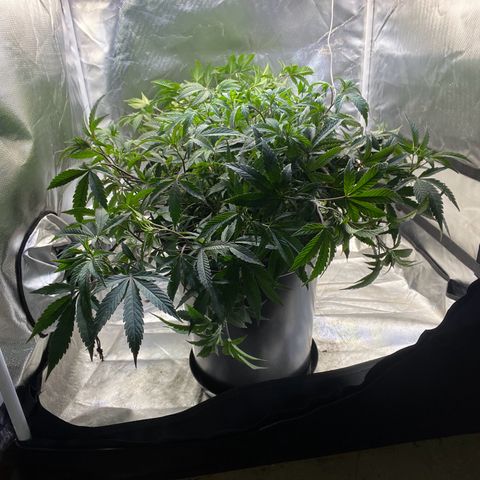 Jealousy  growlog timeline photo