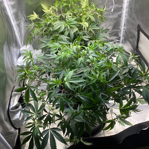Jealousy  growlog timeline photo