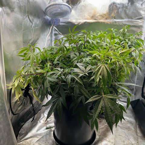 Jealousy  growlog timeline photo