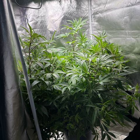 Jealousy  growlog timeline photo