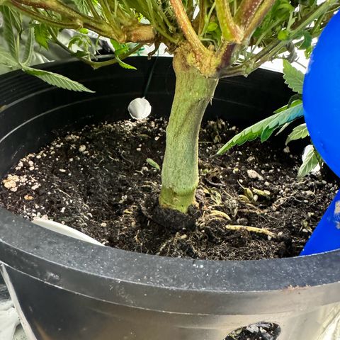 Jealousy  growlog timeline photo