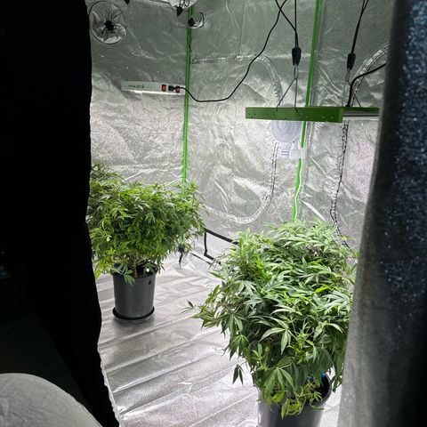 Jealousy  growlog photo: First day in New tent