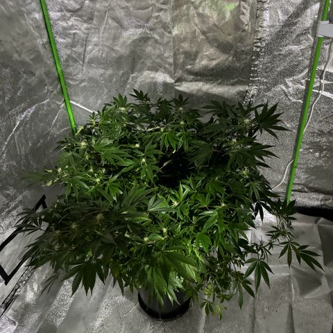 Oreoz growlog timeline photo