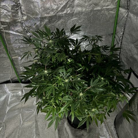 Oreoz growlog timeline photo
