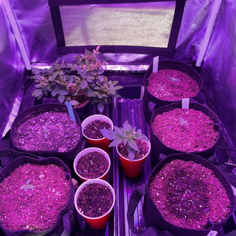 Cookies N Cream growlog timeline photo