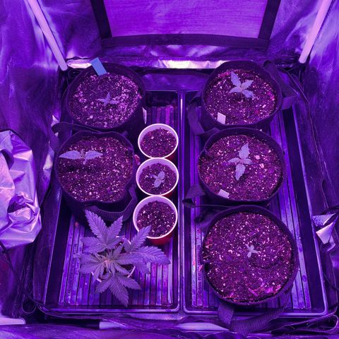 Cookies N Cream growlog timeline photo